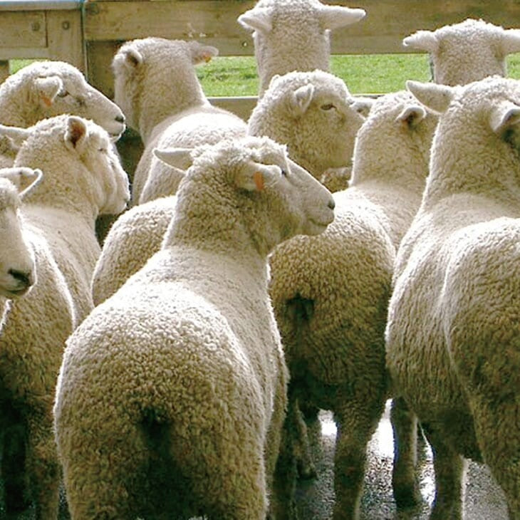 防ダニ・抗菌防臭加工ボリュームウール混敷布団　ピンク×ブルーのセット2色組